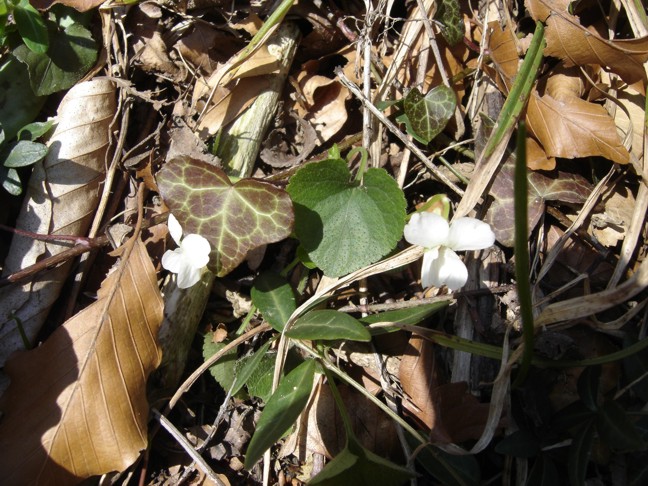 Viola alba e Viola reichenbachiana